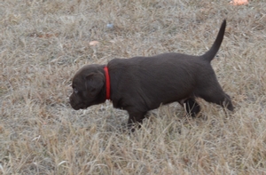 Chocolate Male