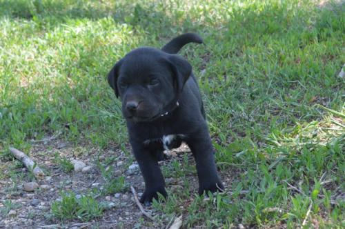 Black Female