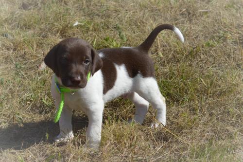 Chocolate and White Male