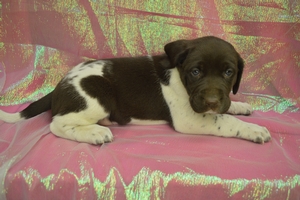 Chocolate & White Female