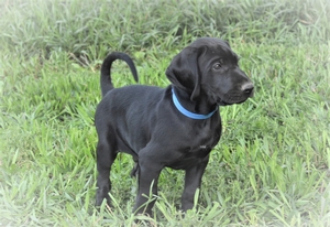Black Male