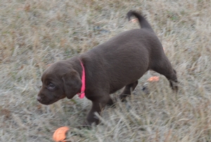 Chocolate Female