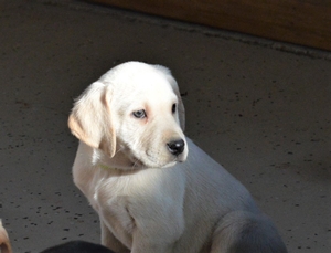 Yellow/White Female