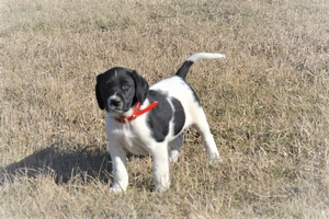 Black And White Spotted Male with Blaze on head