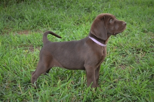 Chocolate Female
