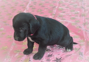 Black Female