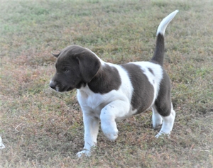 Chocolate and White Female