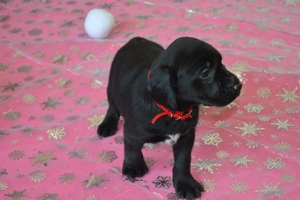 Black Female