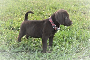 Chocolate Male
