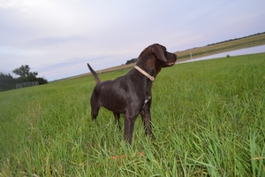 Chocolate Male