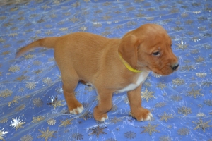Red Male
