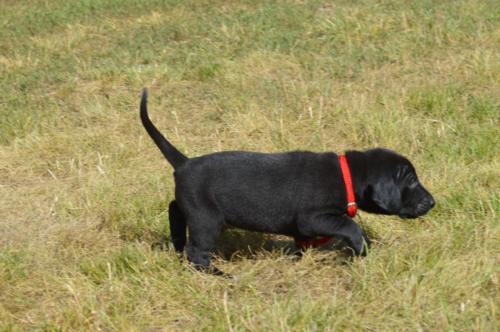 Black Male with tiny white dot and toe
