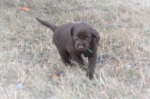 Chocolate Female