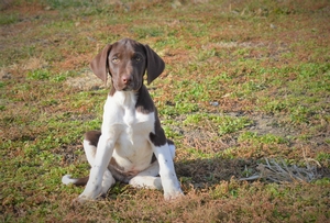 Chocolate and White Female