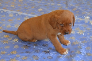 Red Male