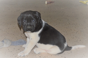 Black and White Male 