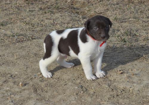 Chocolate and White Male