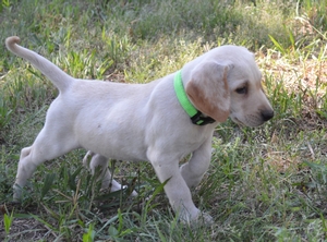 White and Tan Female