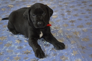 Black Male