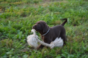 Chocolate Female 