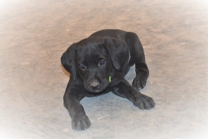 Solid Black Female