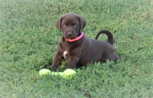 Chocolate Female