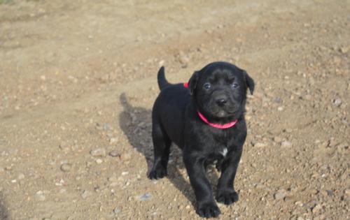 Black Female with  white Markings