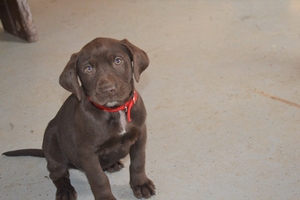 Chocolate Male with White Streak