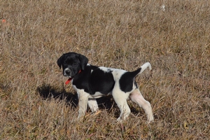 Black And White Spotted Male