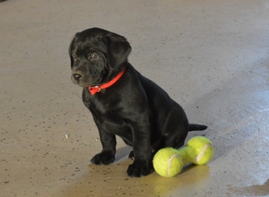 Black Male