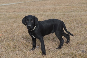 Black Male
