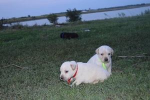 Ella & Haas