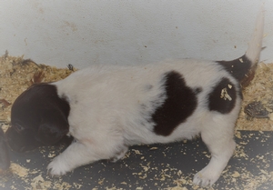 Chocolate and White Female