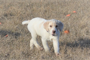 White and Tan Spotted Male 