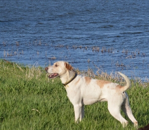 Buster