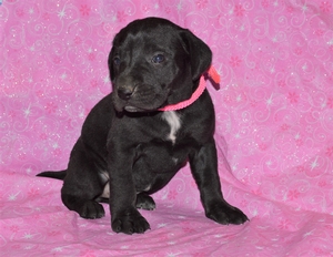 Black Female