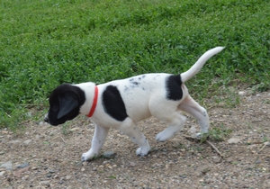 Black Male