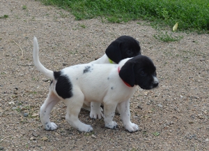 Black Male- tiny white 