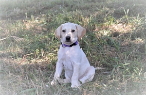 White and Tan Female
