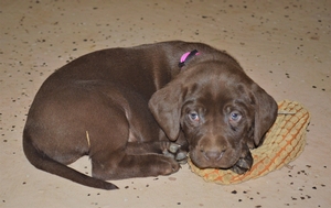 Chocolate Female little white