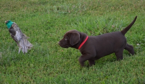 Chocolate Male