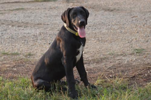 Black Male with large white patch