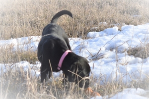 Solid Black Female