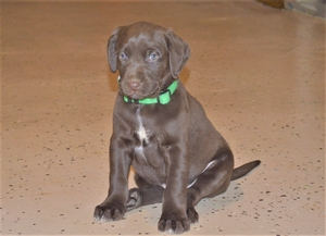 Chocolate Male white streak