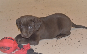 Chocolate Male white streak