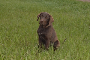 Chocolate Male