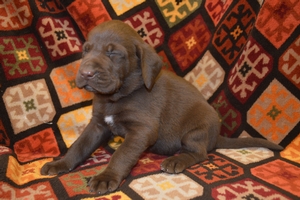 Chocolate Male