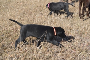 Black Male with White Marking