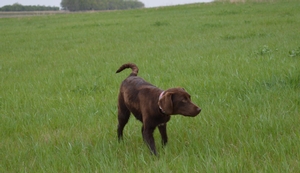 Chocolate Female with white patch