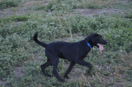 Black Male